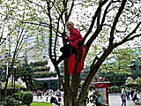 Edward in a tree, Sakura Con '07 (Thanks to Paladin Cecil!)